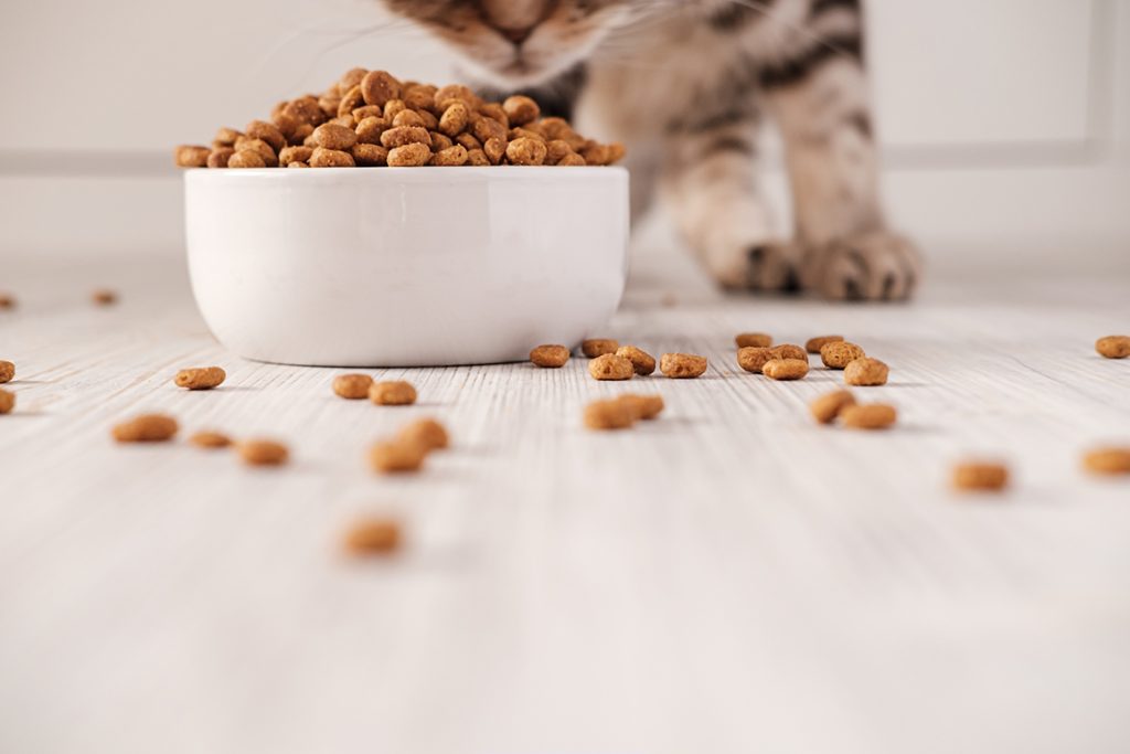 Dry pet food is in a white porcelain bowl and scattered on the floor in the background, the cat sniffs it. Close-up.